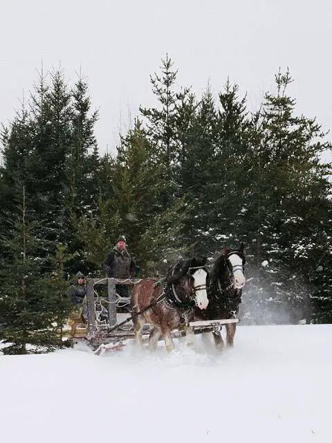 Old Mill Clydesdales Sleigh Rides